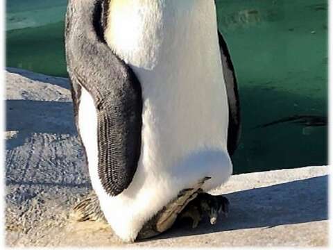 臺北市立動物園向日本天王寺動物園借殖的國王企鵝（雄性個體）