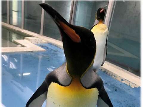 臺北市立動物園向日本天王寺動物園借殖的國王企鵝（雌性個體）