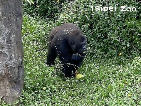 第一次見到柚子的母金剛猩猩先警慎的觀察