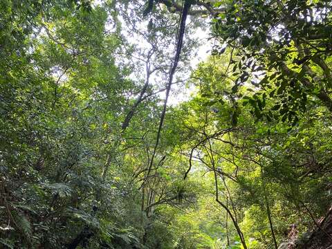 虎山溪綠色隧道