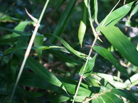 八芝蘭竹是西元1916年，在士林地區第一次被發現，是臺灣少數以小地名為學名的植物
