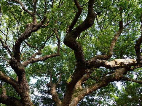 外形蒼勁挺拔，古意盎然，是芝山公園少數倖存的大樟樹