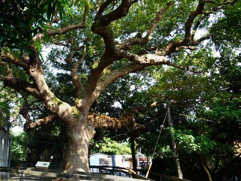 大樟樹聳立在芝山公園，從前清、日據時代至今，已有3百歲了