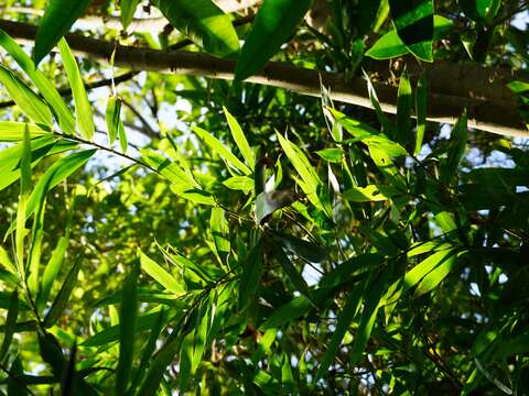 士林地區特有珍稀植物-八芝蘭竹，是臺灣原生種竹類植物