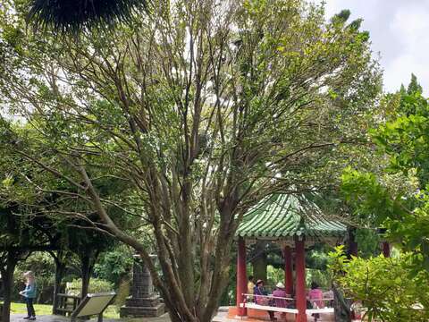 阿嬤丹桂 就位在陽明公園蘭亭旁