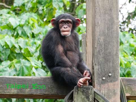 大家學會分辨「猿」與「猴」的秘訣,下次來動物園探望靈長類動物時,就不會叫錯他們囉!(黑猩猩)