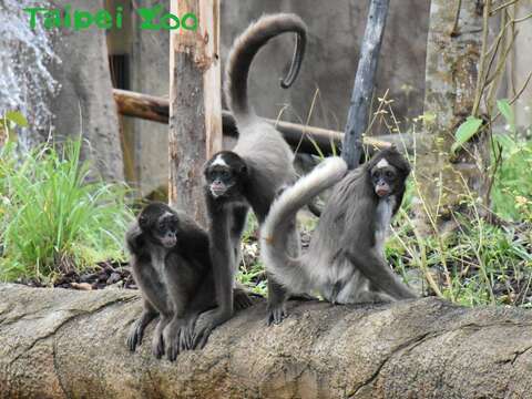 猴和猿最簡單分辨的方法就是大部分的「猴」都有尾巴（棕蜘蛛猴）