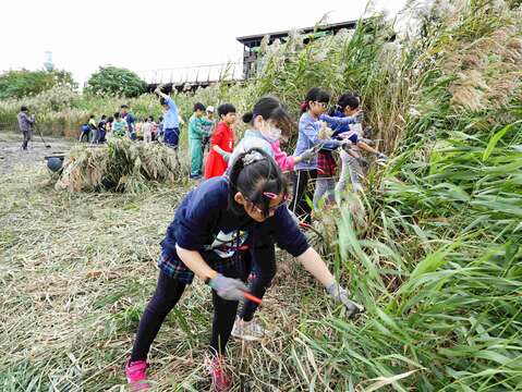 清除影響濕地生態的敵軍大作戰!