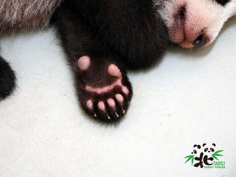 大貓熊和小貓熊前掌都有特化的腕骨形成第六指或稱偽拇指（小編：好想偷摸一下！）