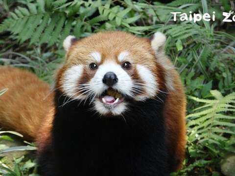 小貓熊Red panda和大貓熊Giant panda是兩個完全不同的物種