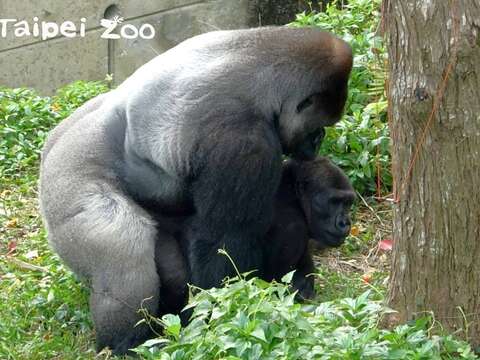 保育員在今年2月17日觀察到「迪亞哥」和「Tayari」交配成功