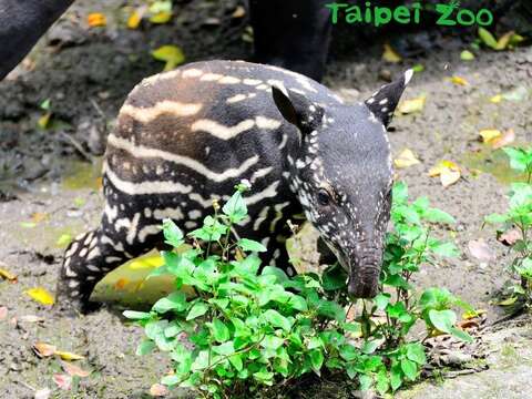 5月份出生的「貘樹」非常喜歡玩水