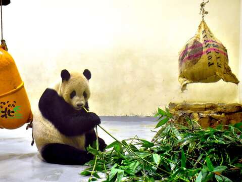 團團：打盹？！那是我的強項~~