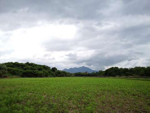 大波斯菊花苗與觀音山相輝映