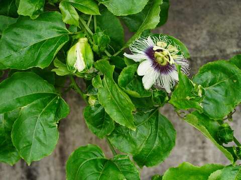 百香果花果