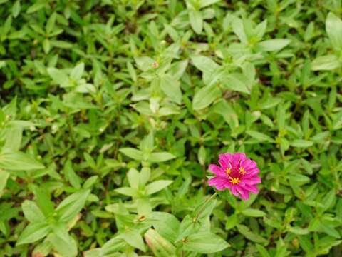 花苗刻正培育中