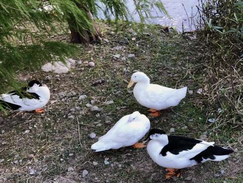 公館公園生態池鴨兒隨處見