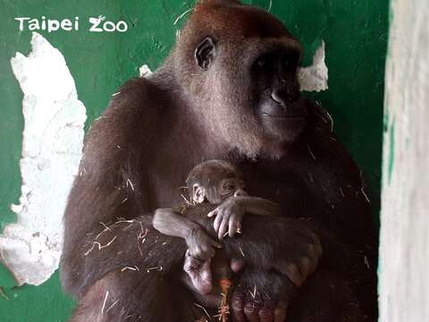 金剛猩猩「Tayari」今年9歲8個月大，是第一次生產