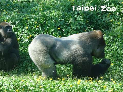 金剛猩猩家族帶著新生寶寶一起到戶外活動場和民眾見面
