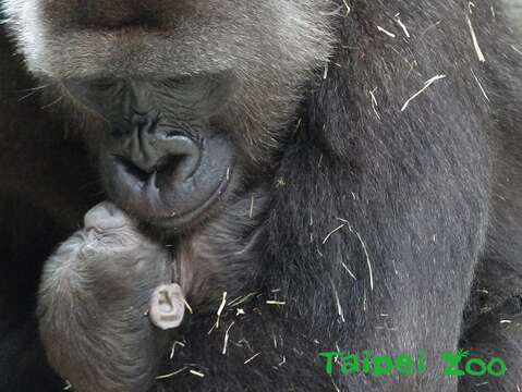 臺灣首度有金剛猩猩寶寶誕生(「Tayari」和寶寶)