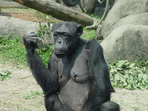 「阿美」阿嬤是動物園在圓山時期就很受遊客喜歡的動物
