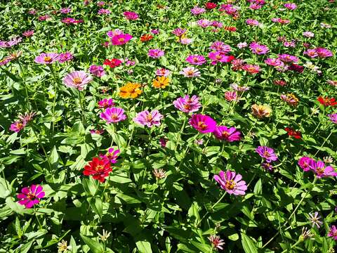 2020 Campos de flores florecen en Guandu
