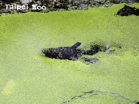 「貘豆」：馬來貘的水池說不定也能發現灰影蜻蜓呦！