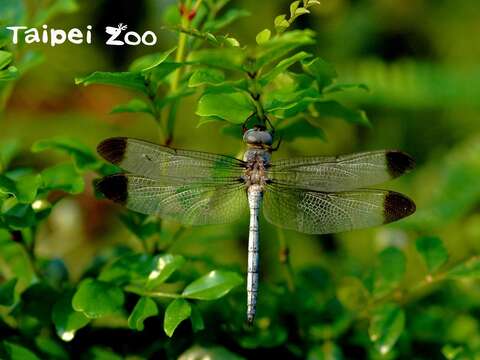 2006年陳賜隆與蜓友共同發表灰影蜻蜓在臺灣的首次紀錄（劉威廷攝）
