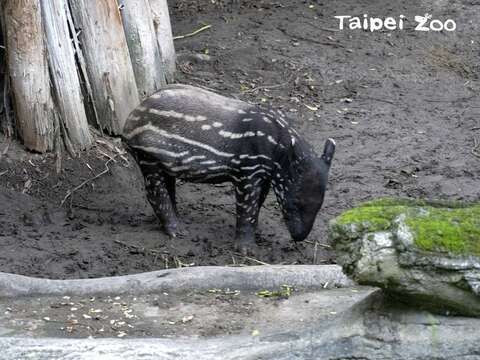 馬來貘寶寶「貘豆」身體的斑紋逐漸在改變