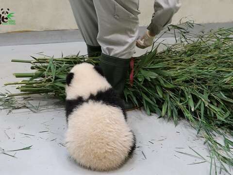小心背後有「熊」監工