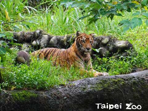 豹亞科動物的犬齒更長，爪子也比較強壯，力量相對來說也比貓亞科動物大（孟加拉虎）