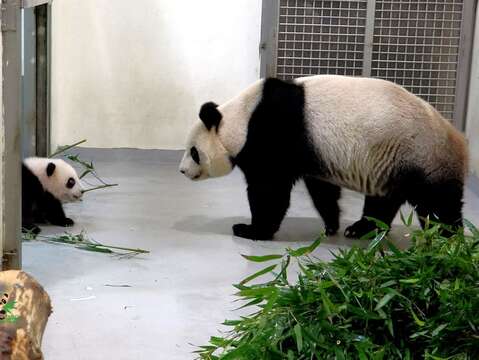 圓圓：等一下到戶外要注意安全哦！圓寶：好~~