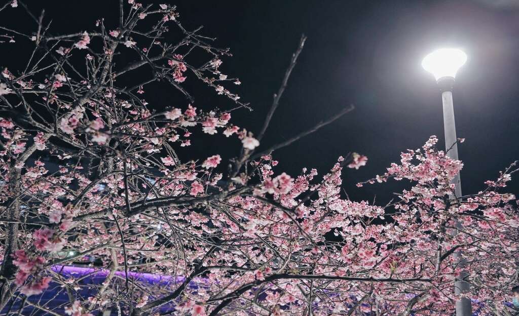 2021樂活夜櫻季-夜晚的櫻花
