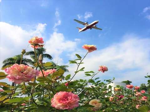2021臺北玫瑰展-飛機與玫瑰