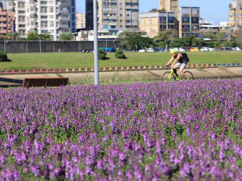 彩虹河濱花海 大面積非常壯觀