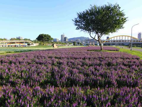 彩虹河濱花海 仙氣爆表