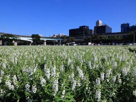 彩虹河濱花海 絕美登場