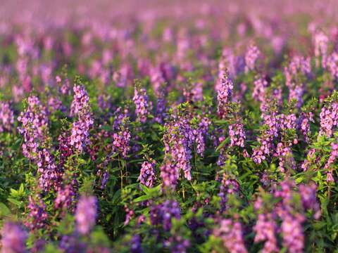 彩虹河濱花海最佳觀賞期自即日起至110年2月下旬