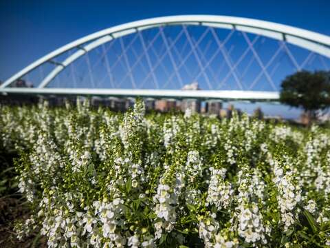 彩虹河濱花海紫、白色系花海