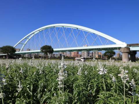 臺北市彩虹河濱公園出現夢幻花海