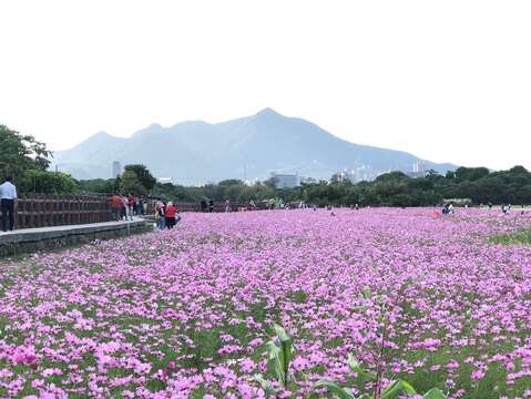 一望無際的美麗粉紅大波斯菊花海