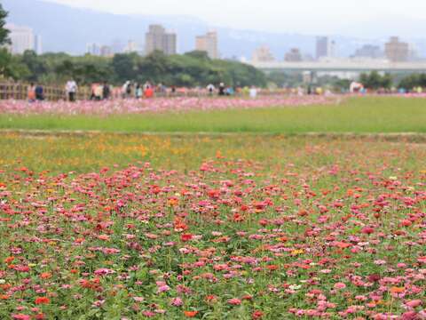 大百日草花海隨風搖曳