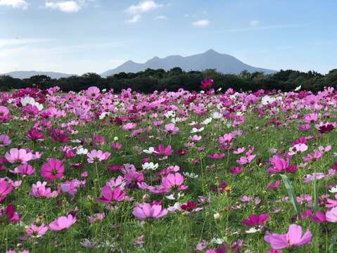 大波斯菊在觀音山前靜靜綻放