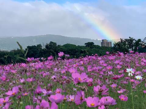 大波斯菊與彩虹相輝映