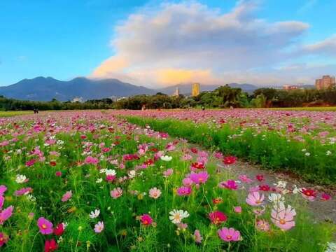 山邊的一抹斜陽伴著花海，格外動人