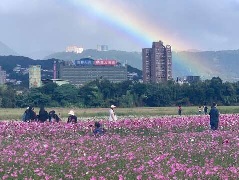 在花海中駐足欣賞彩虹的遊客