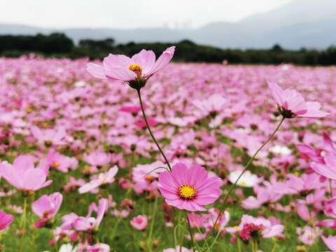 粉紅大波斯菊搖曳生姿