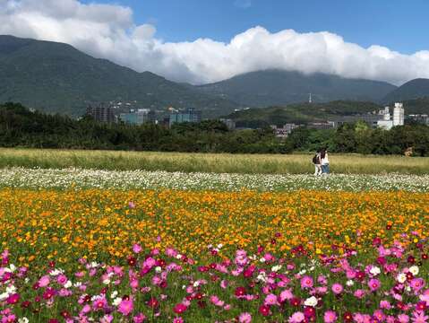漫步在稻田與花海間，稻香與花香讓人身心舒暢