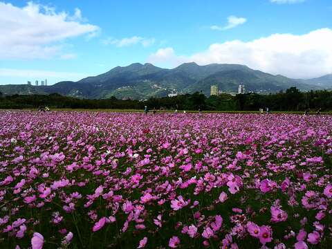 隨風搖曳的大波斯菊花海伴隨大屯山系