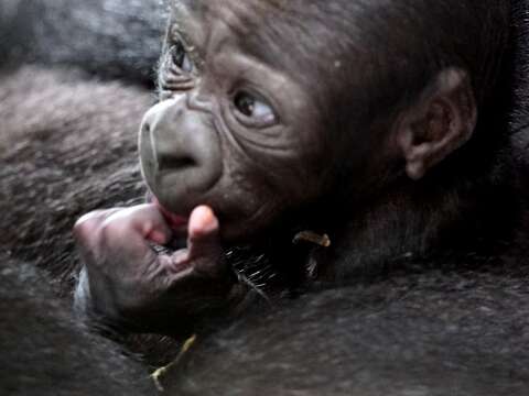 金剛猩猩寶寶是個頭好壯壯的小男生